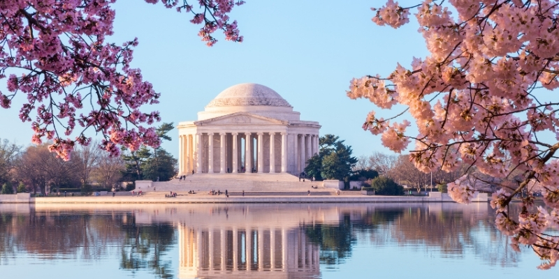 Cherry Blossom Season in Washington, DC